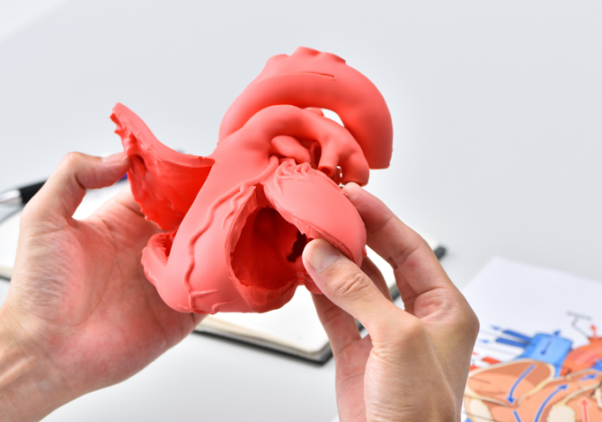 心臓モデル × CT測定​　心臓モデルの非破壊3D品質保証